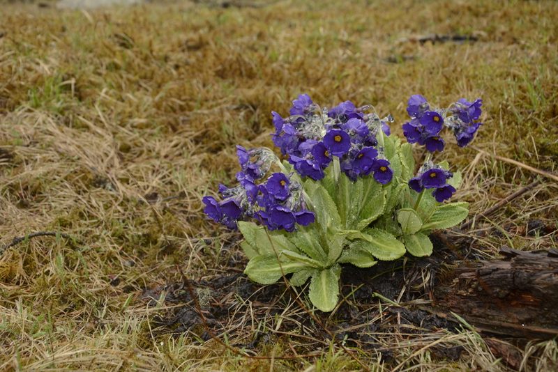 Primula calderiana, photographed by Siddarth Machado