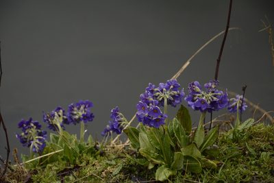 Primula calderiana, photographed by Siddarth Machado