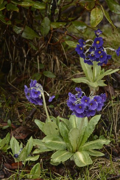 Primula calderiana, photographed by Siddarth Machado
