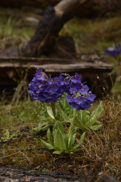 Primula calderiana, photographed by Siddarth Machado