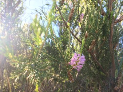 Melaleuca diosmatifolia, photographed by Thomas Mesaglio