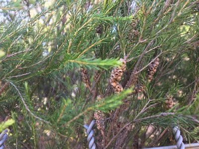 Melaleuca diosmatifolia, photographed by Thomas Mesaglio