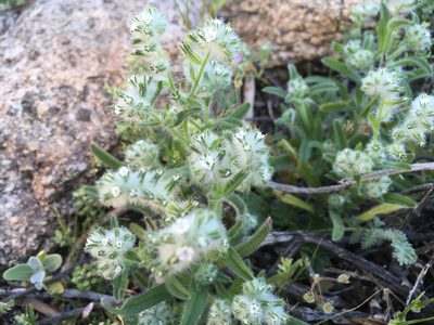 Cryptantha barbigera, photographed by W. Terry Hunefeld