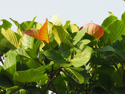Neonauclea reticulata, photographed by 葉子