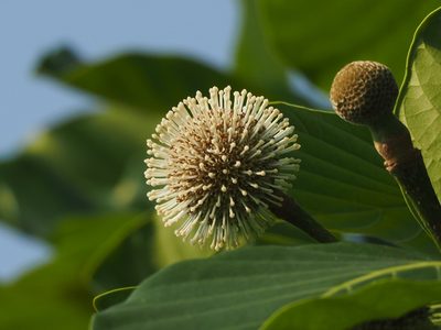 Neonauclea reticulata, photographed by 葉子