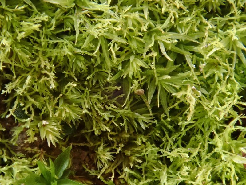 Pohlia lutescens, photographed by Christian Berg