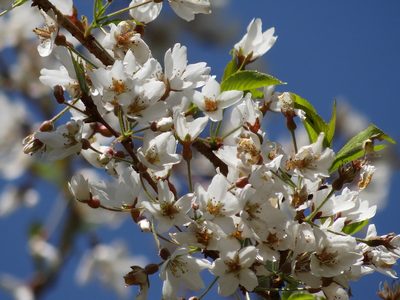 Prunus itosakura, photographed by 葉子