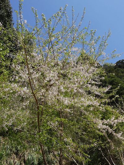 Prunus itosakura, photographed by 葉子