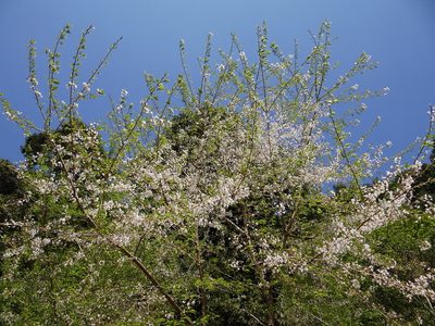 Prunus itosakura, photographed by 葉子