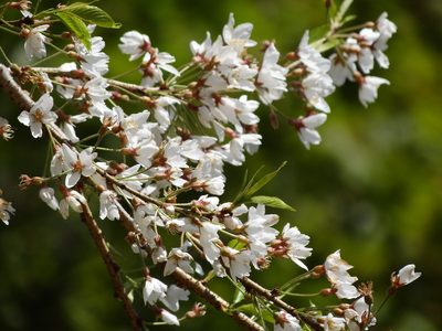 Prunus itosakura, photographed by 葉子