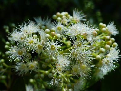 Syzygium formosanum, photographed by 葉子
