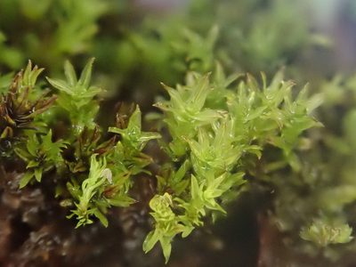 Hydrogonium croceum, photographed by Christian Berg