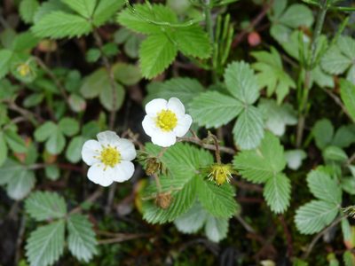 Fragaria moupinensis, photographed by Aaron Liston