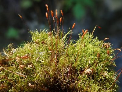 Distichium capillaceum, photographed by Christian Berg