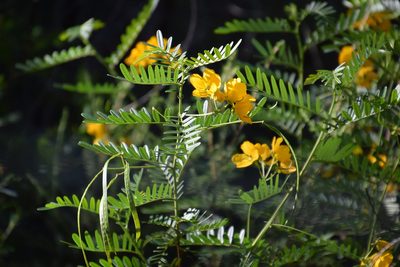 Senna barronfieldii, photographed by Thomas Mesaglio