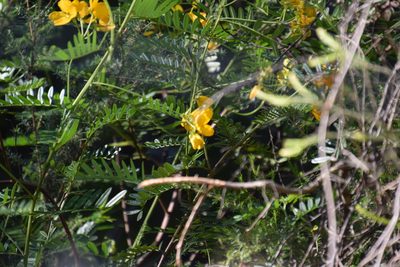 Senna barronfieldii, photographed by Thomas Mesaglio