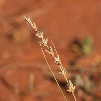 Eragrostis elongata, photographed by Kym Nicolson