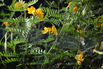 Senna barronfieldii, photographed by Thomas Mesaglio