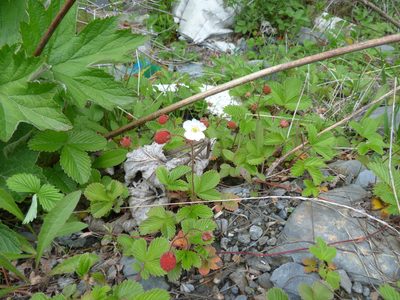 Fragaria moupinensis, photographed by Aaron Liston