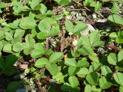 Fragaria nilgerrensis, photographed by Aaron Liston