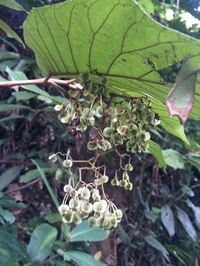 Begonia arborescens, photographed by B. Phalan
