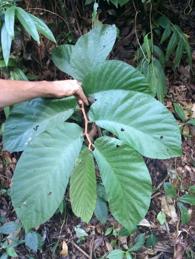 Begonia arborescens, photographed by B. Phalan