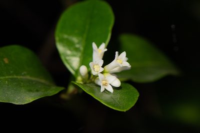 Ligustrum pricei, photographed by Cheng-Tao Lin
