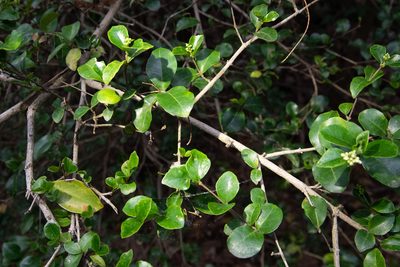 Ligustrum pricei, photographed by Cheng-Tao Lin