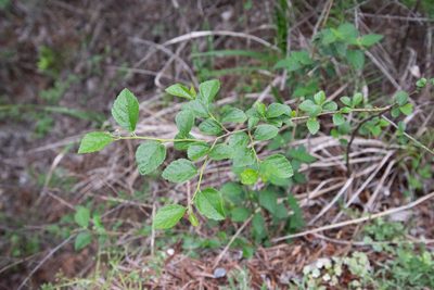 Grewia rhombifolia, photographed by Cheng-Tao Lin