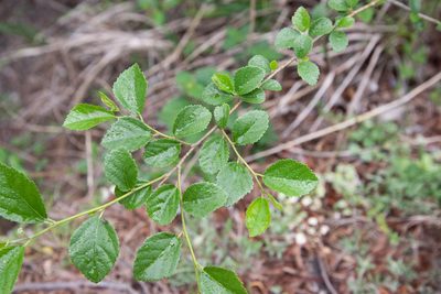 Grewia rhombifolia, photographed by Cheng-Tao Lin