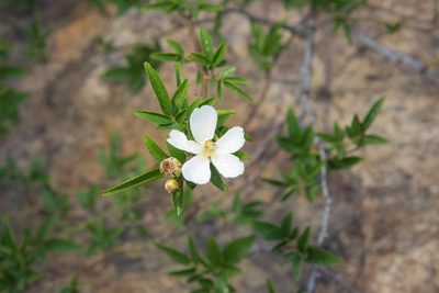 Rosa indica, photographed by Cheng-Tao Lin