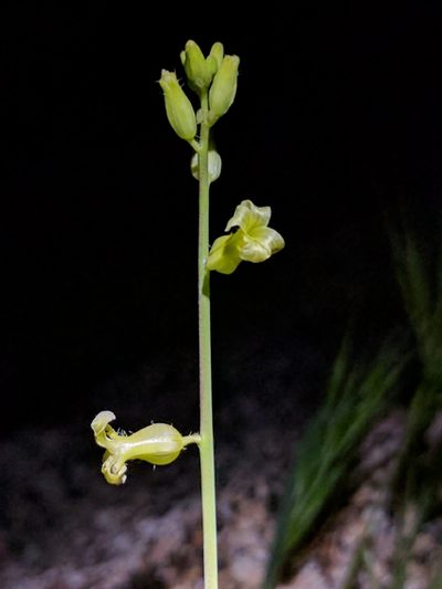 Streptanthus simulans, photographed by Ken-ichi Ueda
