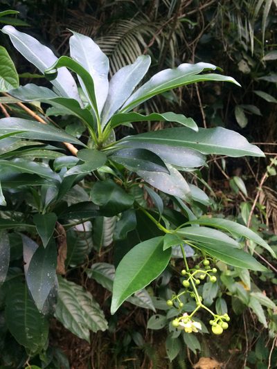 Tovomitopsis paniculata, photographed by B. Phalan