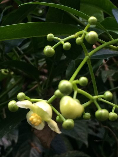 Tovomitopsis paniculata, photographed by B. Phalan