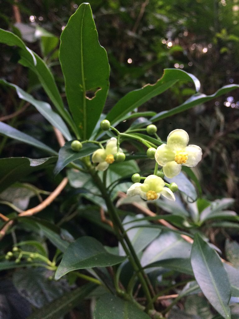 Tovomitopsis paniculata, photographed by B. Phalan