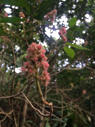 Miconia melastomoides, photographed by B. Phalan