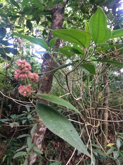Miconia melastomoides, photographed by B. Phalan