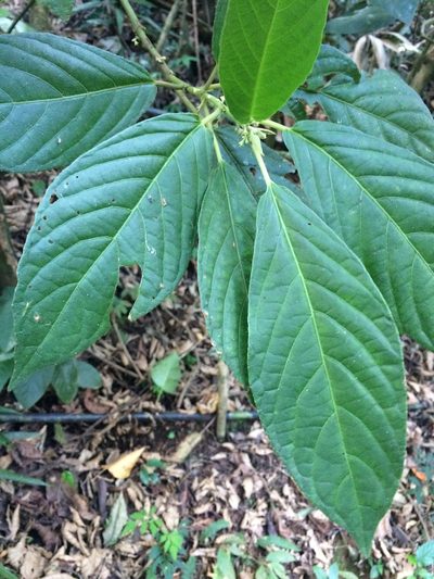 Siparuna brasiliensis, photographed by B. Phalan