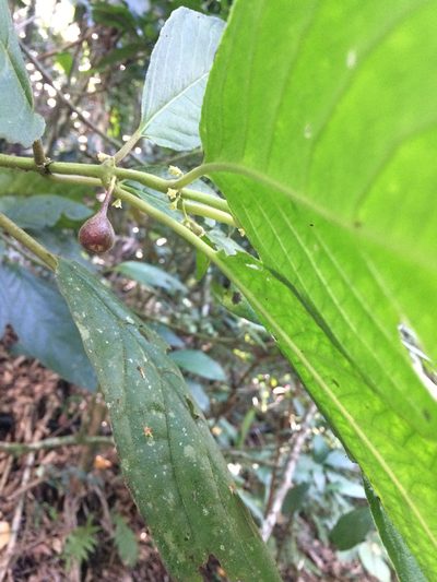 Siparuna brasiliensis, photographed by B. Phalan