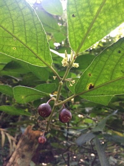 Siparuna brasiliensis, photographed by B. Phalan