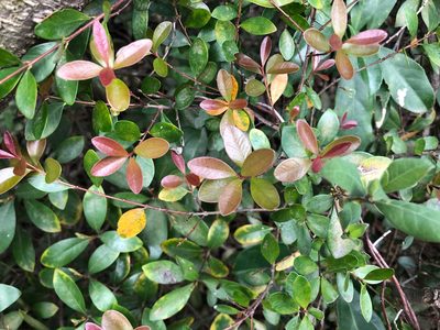 Syzygium buxifolium, photographed by Cheng-Tao Lin