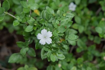 Serissa japonica, photographed by Cheng-Tao Lin