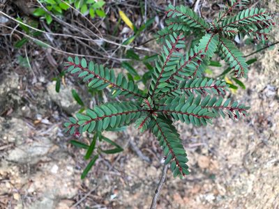 Phyllanthus leptoclados, photographed by Cheng-Tao Lin