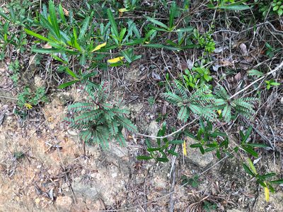 Phyllanthus leptoclados, photographed by Cheng-Tao Lin