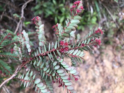 Phyllanthus leptoclados, photographed by Cheng-Tao Lin