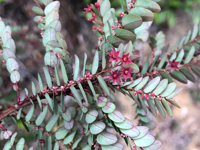 Phyllanthus leptoclados, photographed by Cheng-Tao Lin