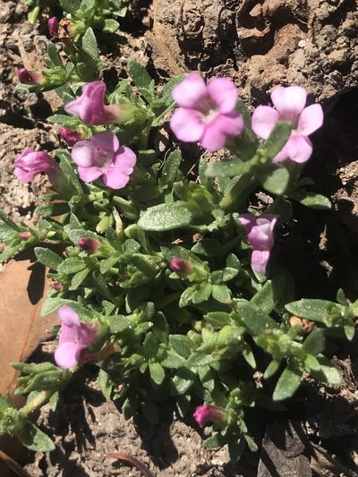 Gratiola pubescens, photographed by Ann Bentley