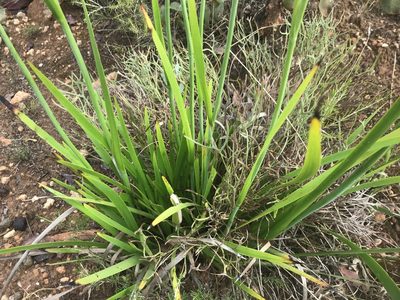 Anigozanthos flavidus, photographed by Ann Bentley