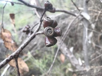 Eucalyptus occidentalis, photographed by Ann Bentley