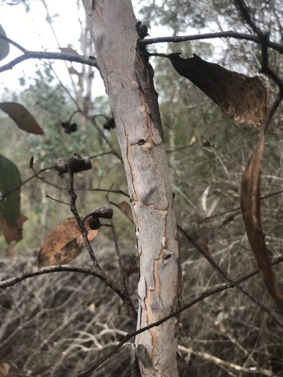 Eucalyptus occidentalis, photographed by Ann Bentley